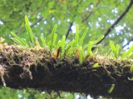 Grass growing on the tree branches